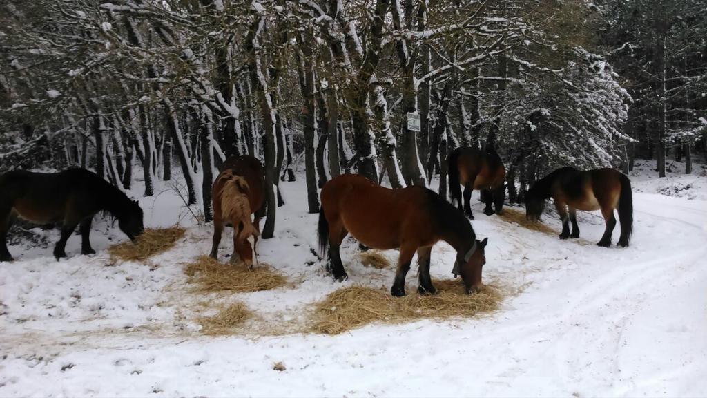 Ekolanda ξενώνας Esnoz Εξωτερικό φωτογραφία